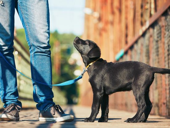 Training - 6 Things You Must Know Before Taking Your New Dog Home 7