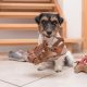 Behaviour - Common Dog Behaviour Problems And How To Fix Them 4