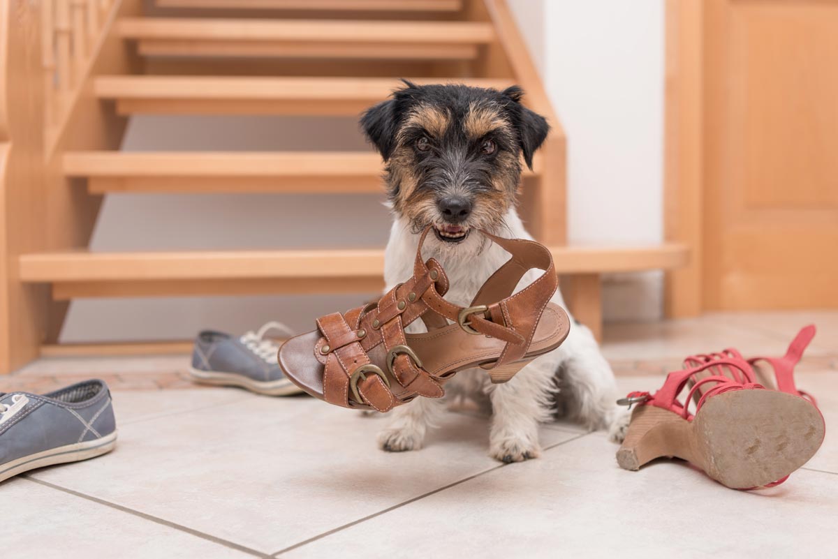8 Common Dog Behaviour Problems And How To Fix Them | Dave's Dogs