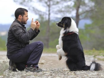 Training - Easy To Understand Advanced Dog Training 3