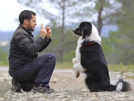 Training - Easy To Understand Advanced Dog Training 3