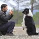 Training - Easy To Understand Advanced Dog Training 3