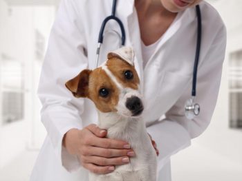 Health - The Ultimate Dog Health Guide