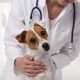 Health - The Ultimate Dog Health Guide