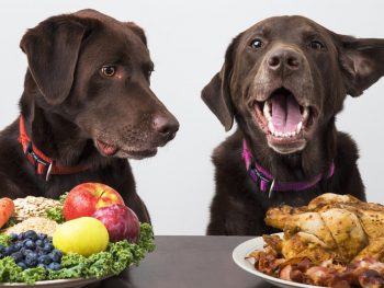 Nutrition - A Dog’s Diet: How to Choose the Right Dog Food 5