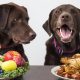 Nutrition - A Dog’s Diet: How to Choose the Right Dog Food 5
