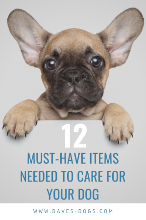 Equipment - 12 Must-have Items Needed to Care for Your Dog 5