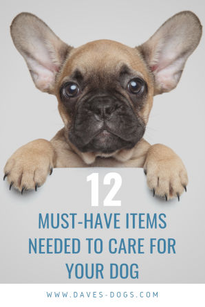 12 Must-have Items Needed to Care for Your Dog