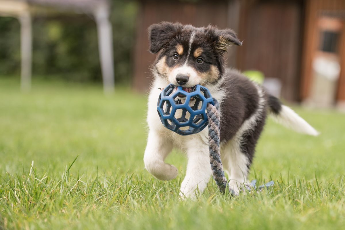 Equipment - 12 Must-have Items Needed to Care for Your Dog 4
