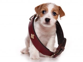 Equipment - 12 Must-have Items Needed to Care for Your Dog 1