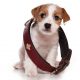Equipment - 12 Must-have Items Needed to Care for Your Dog 1