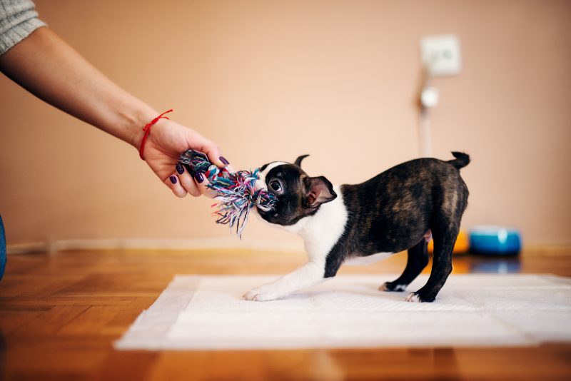 Lifestyle - Complete Guide to Leaving Your Dog Home Alone