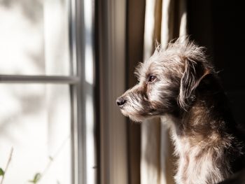 Lifestyle - Complete Guide to Leaving Your Dog Home Alone