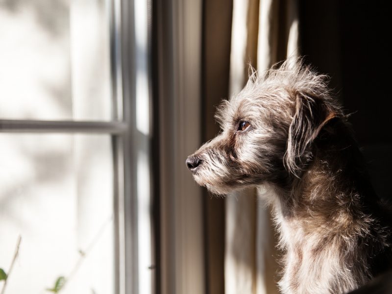 Complete Guide to Leaving Your Dog Home Alone Dave's Dogs