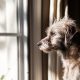 Lifestyle - Complete Guide to Leaving Your Dog Home Alone