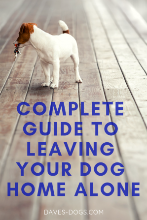 When Can I Start Leaving My Dog Home Alone? – ADAPTIL UK