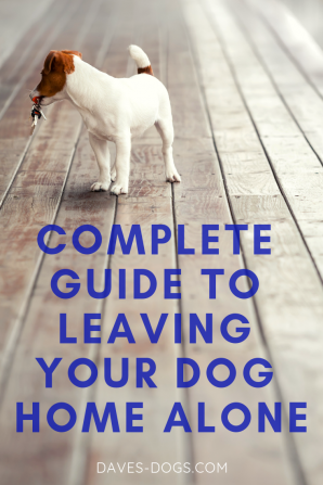 Leaving your dog home alone (a guilt-free guide)